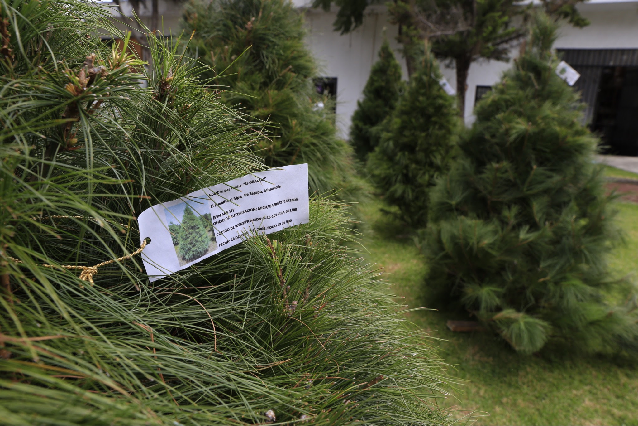 Aporta Michoacán 11 mil árboles navideños: Cofom