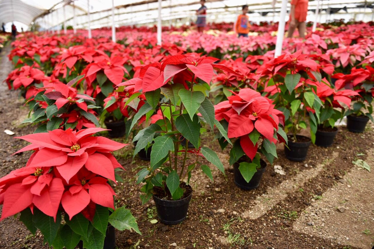 Michoacán, líder en producción de nochebuena: Sedrua