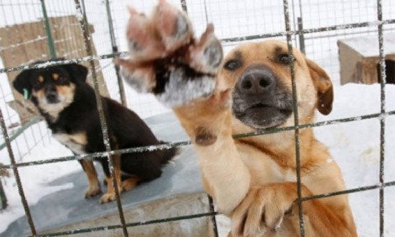 Se han detectado 10 criaderos de perros clandestinos en Morelia: CAA