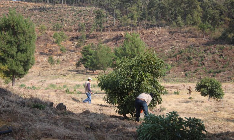 Llaman a no legalizar huertas de aguacate de predios recién deforestados