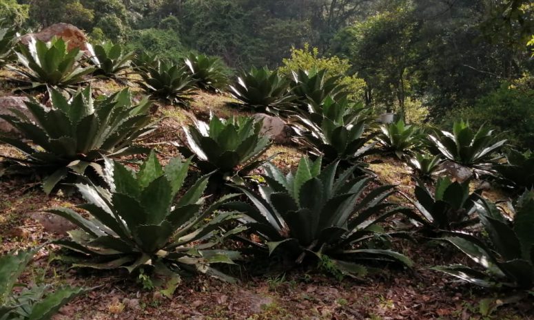 Sigue sobreproducción de plántulas de maguey en Madero