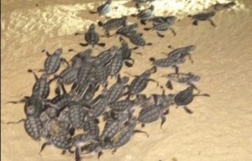 Invitan a liberación de tortuguitas en playa La Chicuaza, Aquila - Quadratín Michoacán