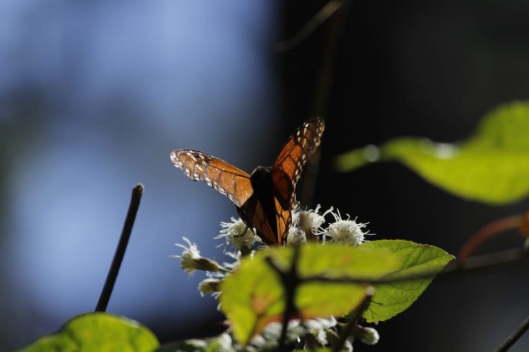 Mariposa Monarca