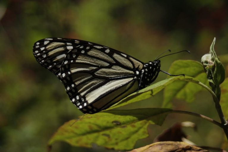 Mariposa Monarca