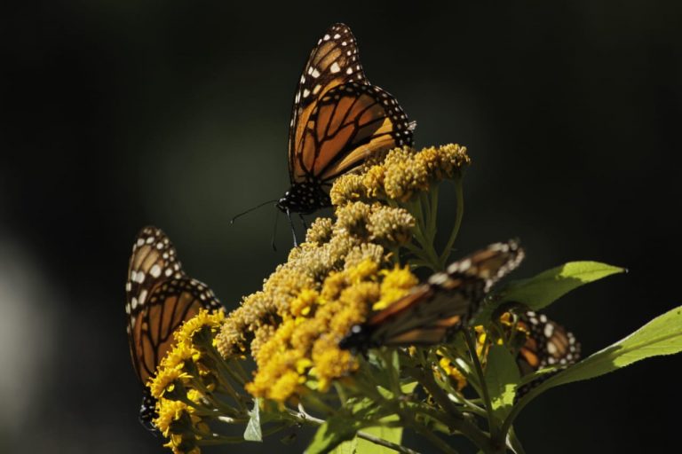 Mariposa Monarca