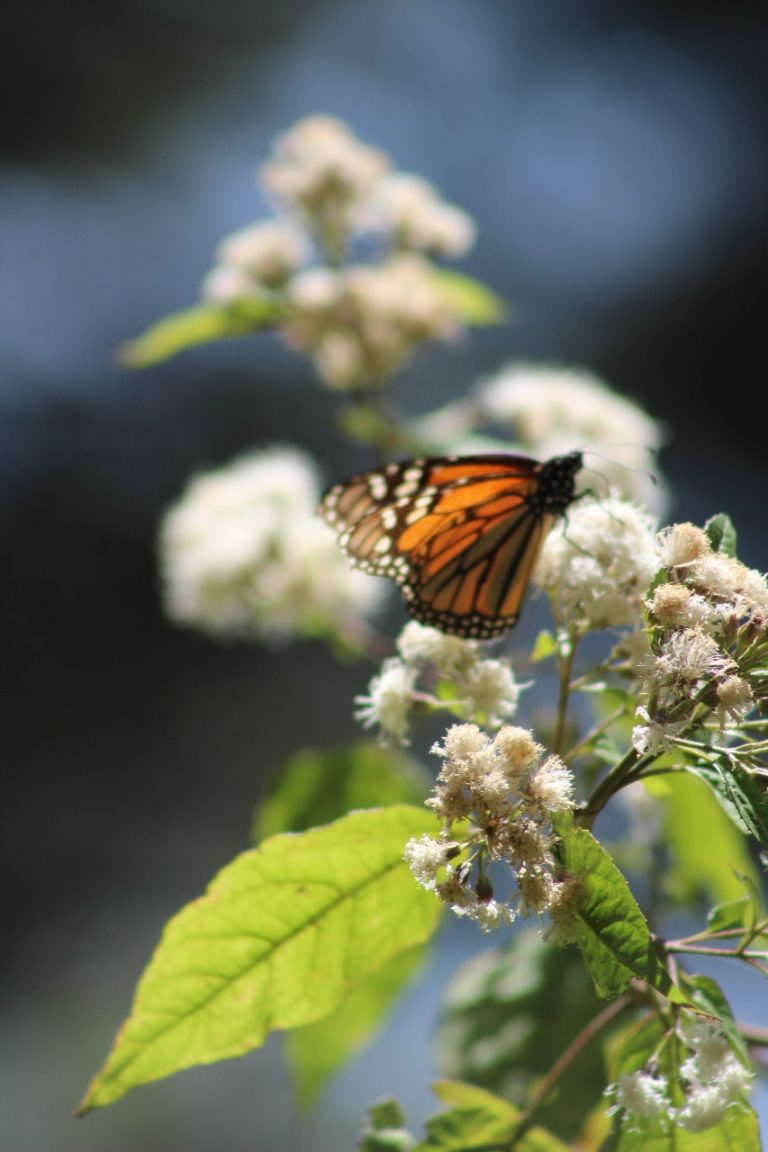 Mariposa Monarca