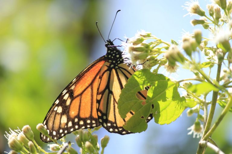 Mariposa Monarca