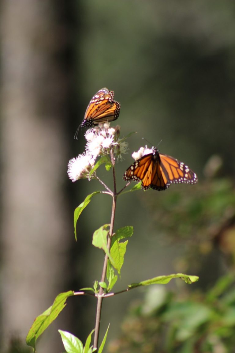 Mariposa Monarca