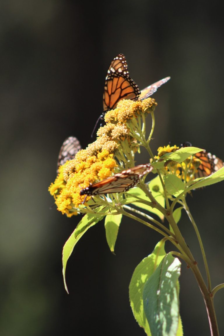 Mariposa Monarca