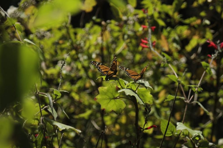 Mariposa Monarca