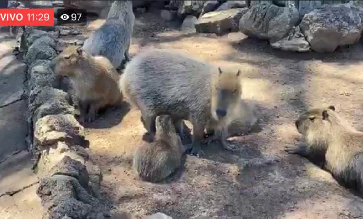 Nacen 2 camadas de capibara en el Zoológico de Morelia