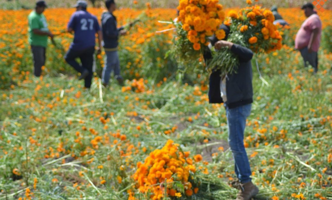 Rematan producción de flor de cempasúchil ante bajas ventas