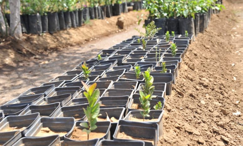 Esperan humedad suficiente para iniciar reforestación en Morelia