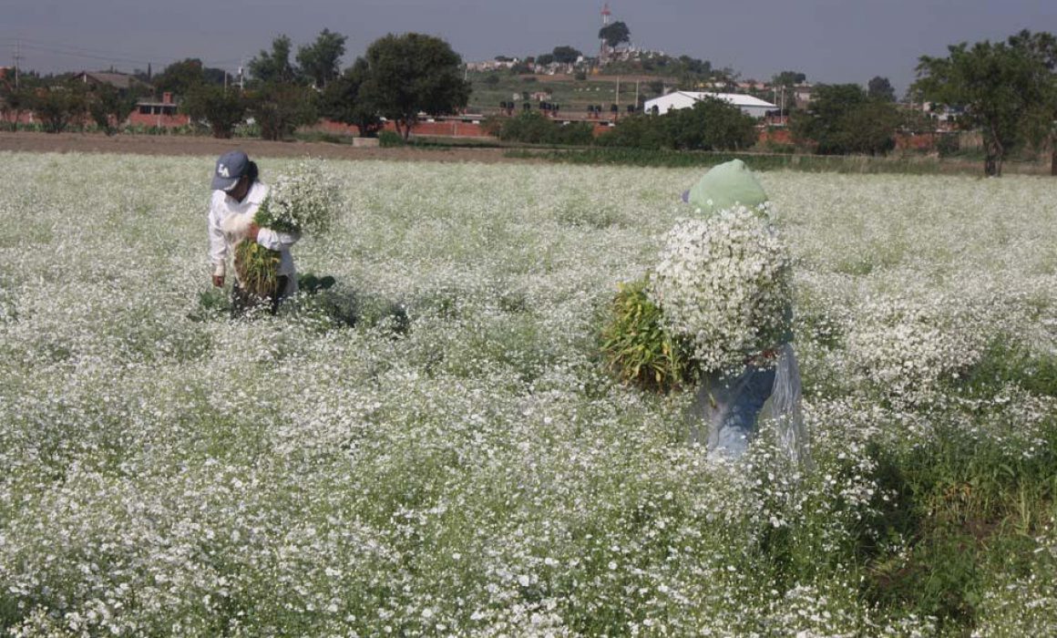 Se coloca Michoacán como segundo productor nacional de flor de nube Se coloca Michoacán como segundo productor nacional de flor de nube