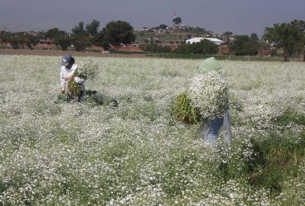 Se coloca Michoacán como segundo productor nacional de flor de nube