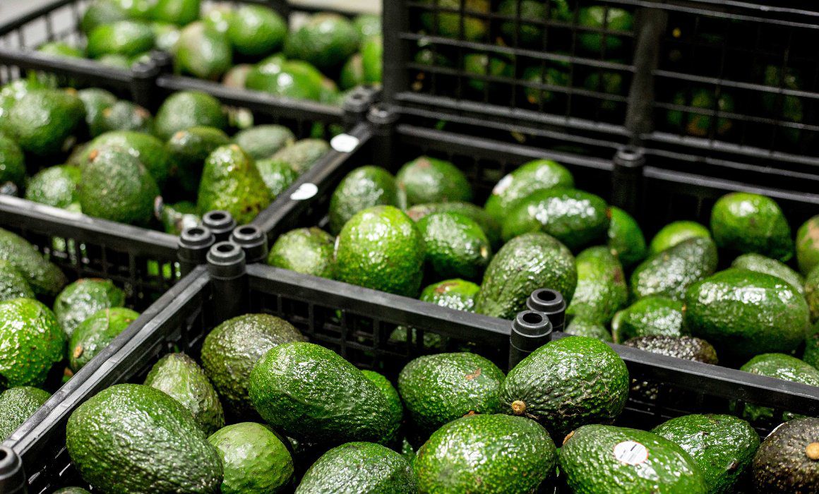 aguacate