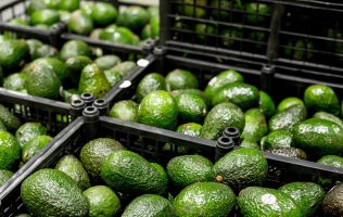 aguacate