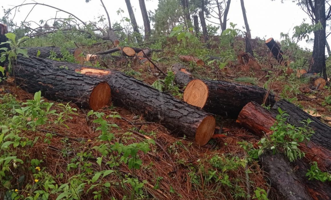 No hay tala de árboles en Sierra Chincua; lo que se ha cortado, por plaga