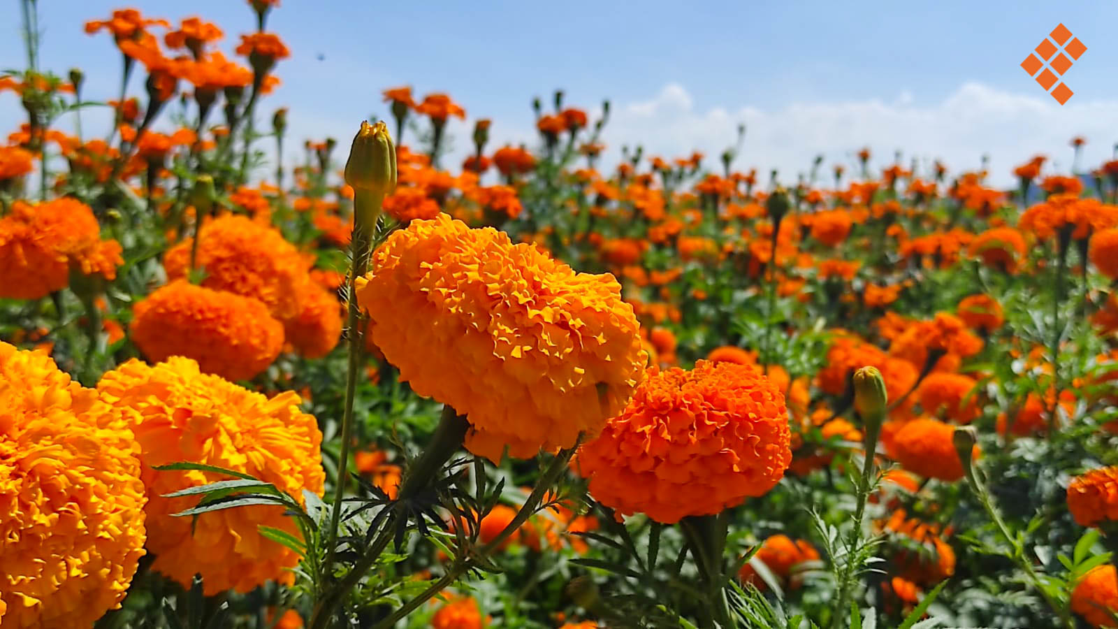 Flor de cempasúchil: origen, festividad y orgullo mexicano