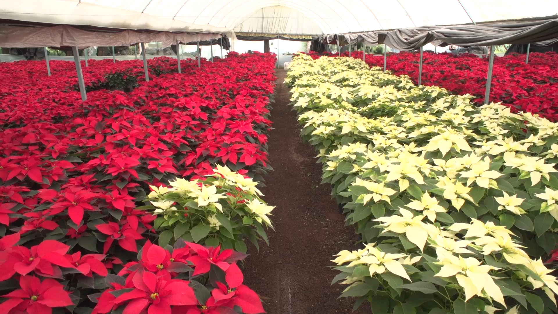 Alistan productores cosecha de flor de Nochebuena para diciembre