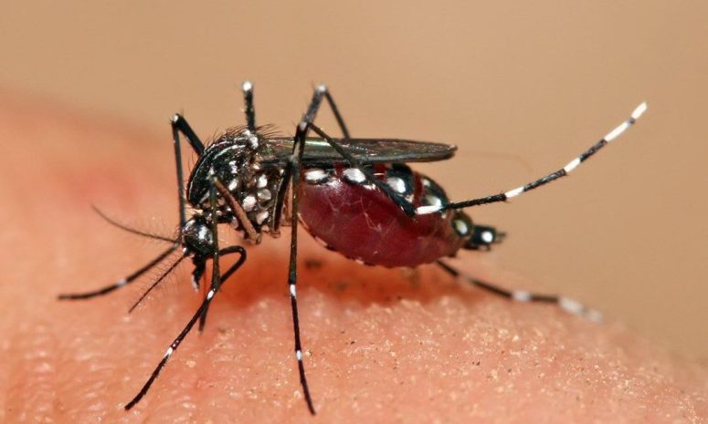 Registra Morelia 400 casos de dengue en lo que va de 2023