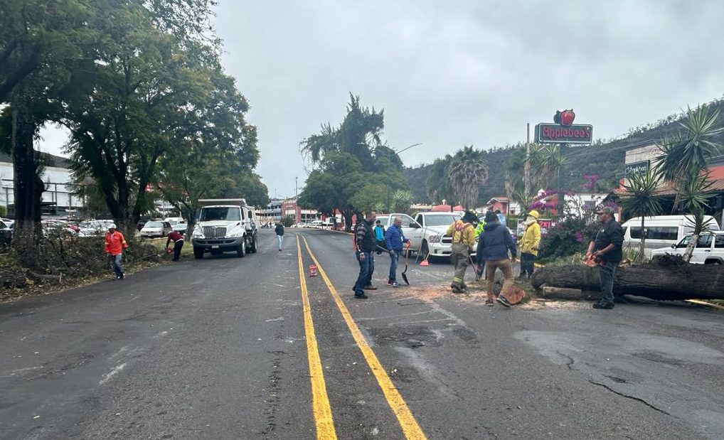 Brigadas en Morelia retiran árbol que cayó en avenida Camelinas ...