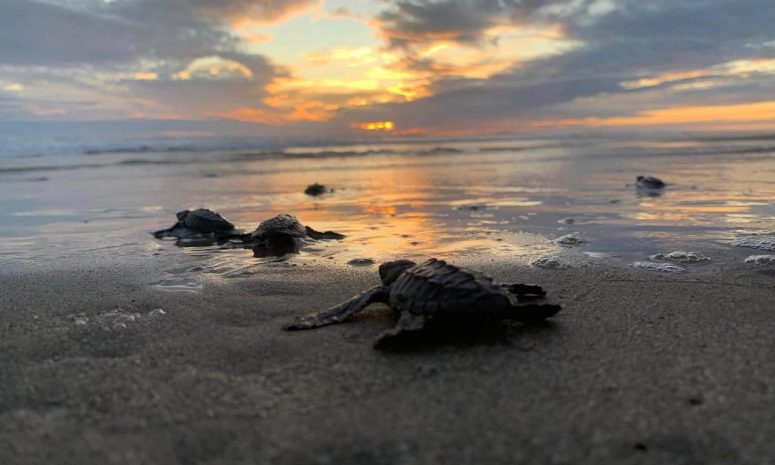 Tras daños por huracán Polo, liberan tortugas en la costa michoacana