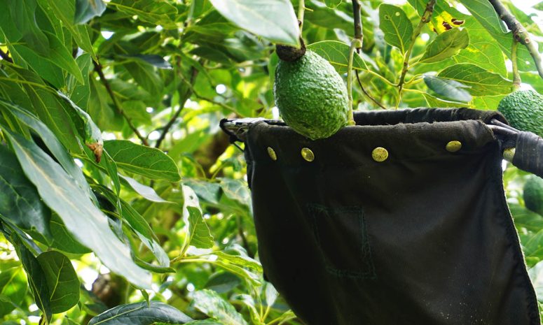 Entregan más de 120 certificados laborales a agroexportadoras de aguacate
