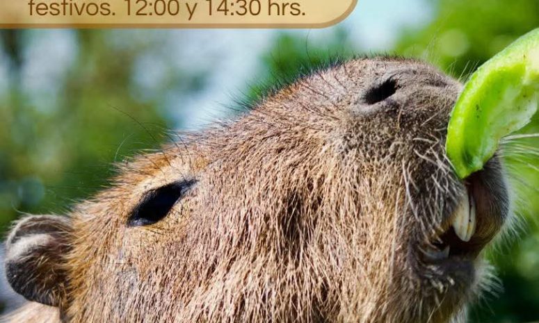 Limita Zoo de Morelia interacción con capibaras a fines de semana