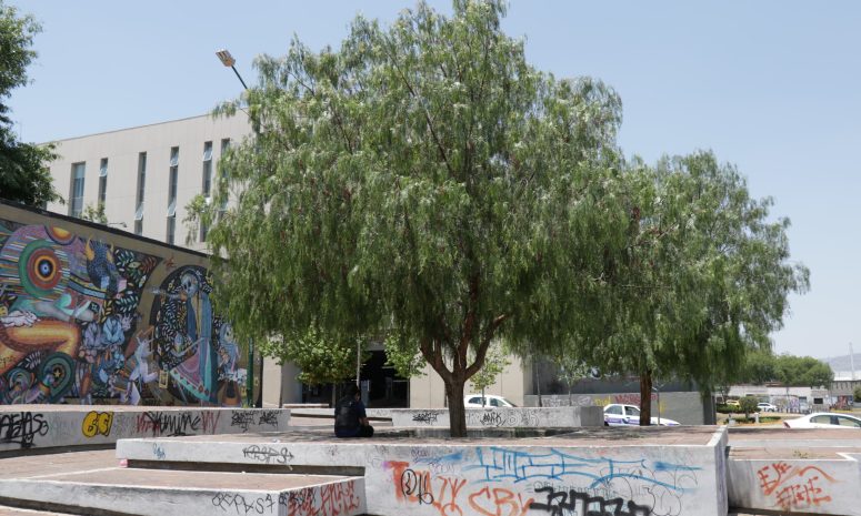 Desconocían morelianos el árbol bendecido por el papa Francisco