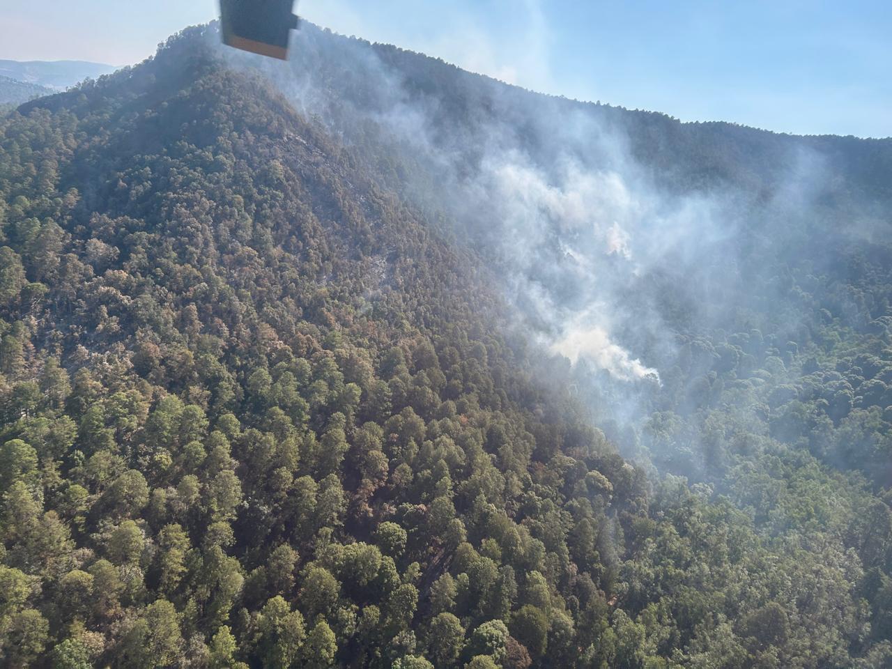 Atienden incendio forestal en zona del bosque de la Mariposa Monarca ...