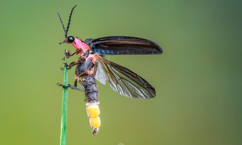 Luciérnagas: aliadas naturales contra plagas agrícolas 