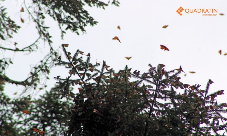 Salvador Monarca, homenaje a las mariposas y al duelo en el FICM