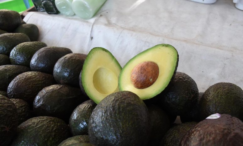 Inició aguacate michoacano prueba piloto en certificación laboral