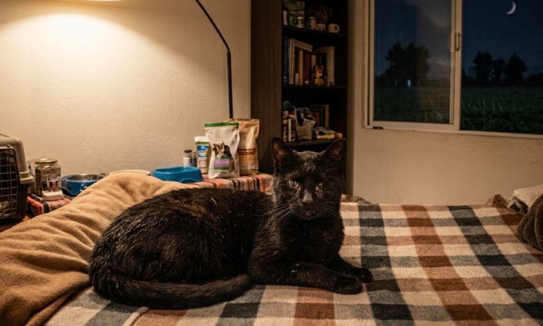 Halloween eleva riesgo de maltrato para mascotas en Michoacán
