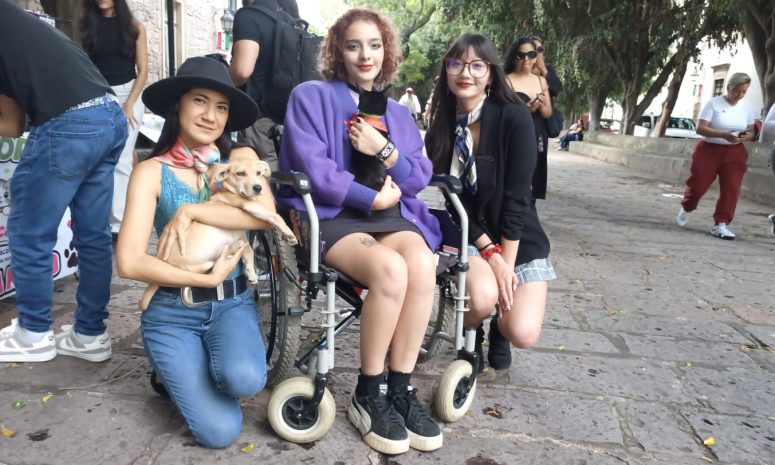 ¡Luces, cámara... miau! Posan 14 gatos y canes por un hogar en Morelia