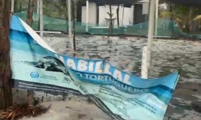 Campamentos tortugueros en LC, en riesgo por paso de huracán Polo