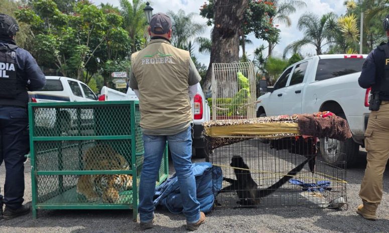Aseguran tigre, mono araña y 2 aves exóticas durante cateo en Los Reyes
