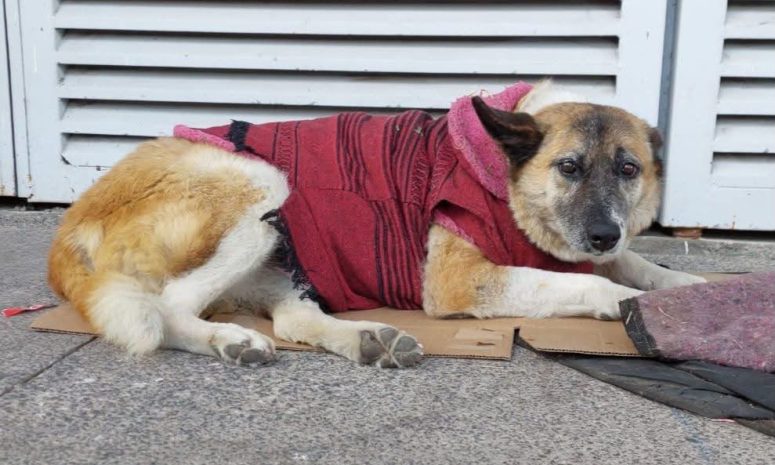 Muere Lobita, perrita que ganó amparo para vivir en Hospital Infantil
