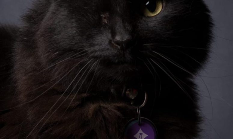 Suspenden adopciones de gatos y perros por riesgos en Halloween
