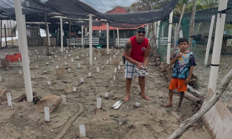 Anidación de tortugas por 3 meses más; esperan recuperación tras Polo