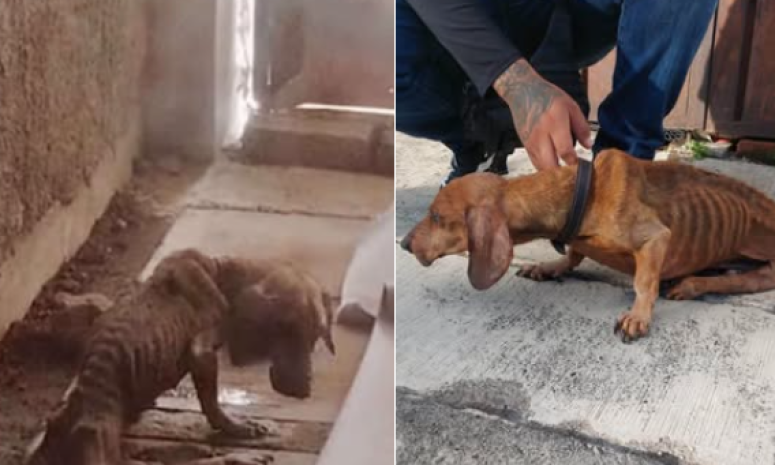 Rescatan a perro desnutrido tras denuncia ciudadana en Morelia