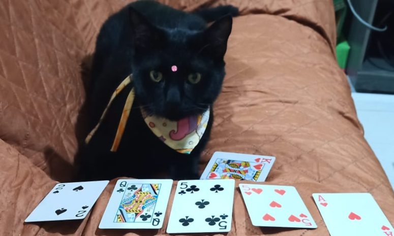 Superstición frena adopción de gatos negros en Morelia