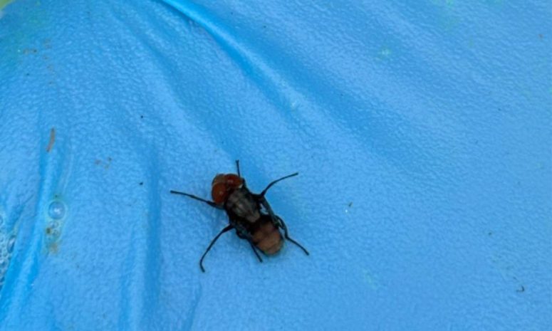 Reporta Senasica 5 casos de gusano barrenador en ganado en Morelia