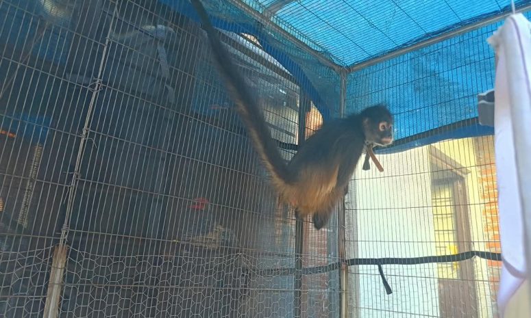 Ahora en Uruapan, asegura FGE a mono araña en cautiverio