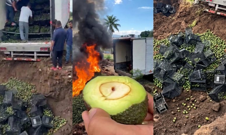 Frenan aguacate foráneo en Michoacán por plaga de gusano barrenador