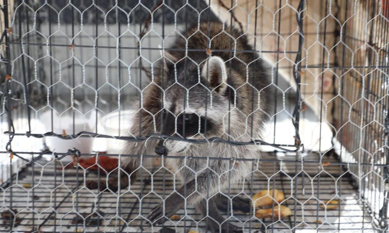 Tras cateos, asegura FGE 154 maquinas tragamonedas y un mapache