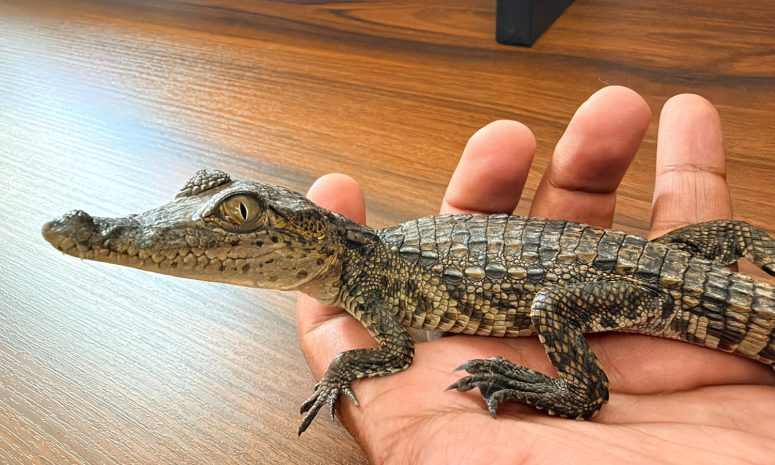 Rescata Gobierno de Morelia a reptil en vivienda de Hacienda del Sol
