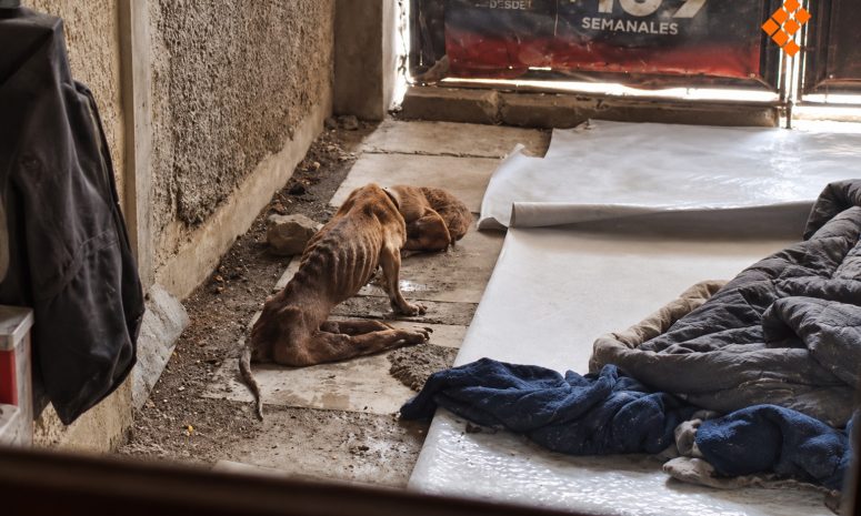 Denuncian omisión de FGE e IMPA ante maltrato animal en Morelia